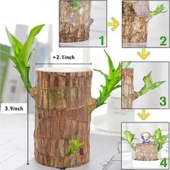 🔥2024 Best Seller🔥-Lucky Brazil Wood Potted Plant🎊(Free shipping over＄19.99)