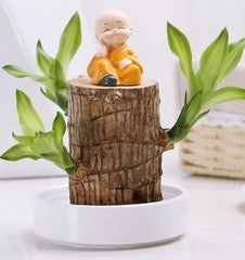 🔥2024 Best Seller🔥-Lucky Brazil Wood Potted Plant🎊(Free shipping over＄19.99)