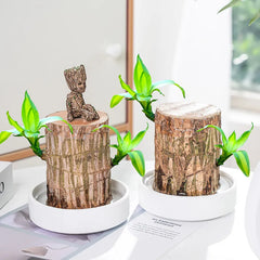 🔥2024 Best Seller🔥-Lucky Brazil Wood Potted Plant🎊(Free shipping over＄19.99)