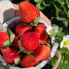 🍓Last Day 50% OFF🍓Strawberry Cream Seeds