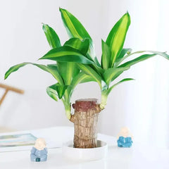 🔥2024 Best Seller🔥-Lucky Brazil Wood Potted Plant🎊(Free shipping over＄19.99)