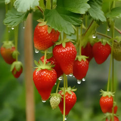 🍓Last Day 50% OFF🍓Strawberry Cream Seeds