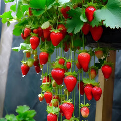 🍓Last Day 50% OFF🍓Strawberry Cream Seeds