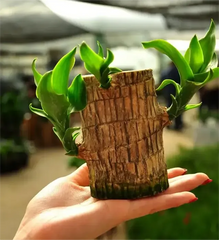 🔥2024 Best Seller🔥-Lucky Brazil Wood Potted Plant🎊(Free shipping over＄19.99)