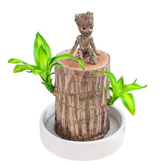 🔥2024 Best Seller🔥-Lucky Brazil Wood Potted Plant🎊(Free shipping over＄19.99)