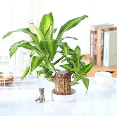 🔥2024 Best Seller🔥-Lucky Brazil Wood Potted Plant🎊(Free shipping over＄19.99)