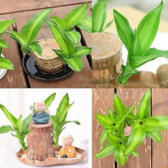 🔥2024 Best Seller🔥-Lucky Brazil Wood Potted Plant🎊(Free shipping over＄19.99)