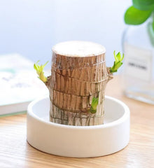 🔥2024 Best Seller🔥-Lucky Brazil Wood Potted Plant🎊(Free shipping over＄19.99)