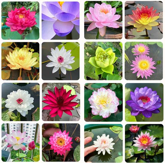 🌸【7 days germination】Last Day Sale - 50% OFF💐The Sacred Bonsai Bowl Lotus Flower