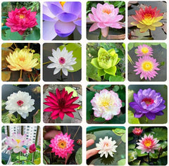 🌸【7 days germination】Last Day Sale - 50% OFF💐The Sacred Bonsai Bowl Lotus Flower