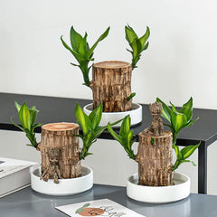 🔥2024 Best Seller🔥-Lucky Brazil Wood Potted Plant🎊(Free shipping over＄19.99)