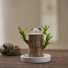 🔥2024 Best Seller🔥-Lucky Brazil Wood Potted Plant🎊(Free shipping over＄19.99)