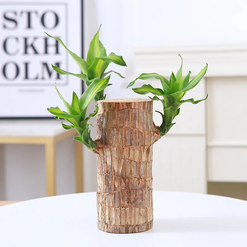 🔥2024 Best Seller🔥-Lucky Brazil Wood Potted Plant🎊(Free shipping over＄19.99)