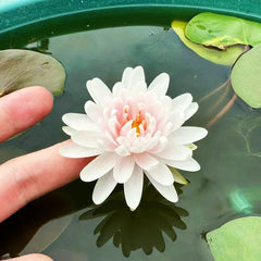 🌸【7 days germination】Last Day Sale - 50% OFF💐The Sacred Bonsai Bowl Lotus Flower