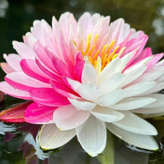 🌸【7 days germination】Last Day Sale - 50% OFF💐The Sacred Bonsai Bowl Lotus Flower