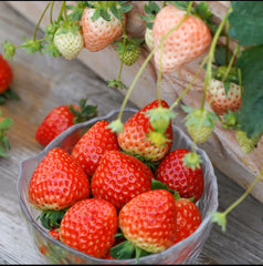 🍓Last Day 50% OFF🍓Strawberry Cream Seeds