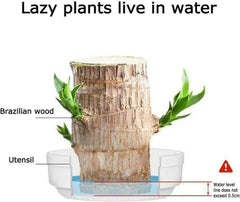 🔥2024 Best Seller🔥-Lucky Brazil Wood Potted Plant🎊(Free shipping over＄19.99)